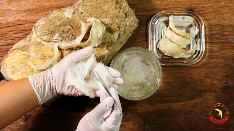 cong-dung-cua-yen-sao-2